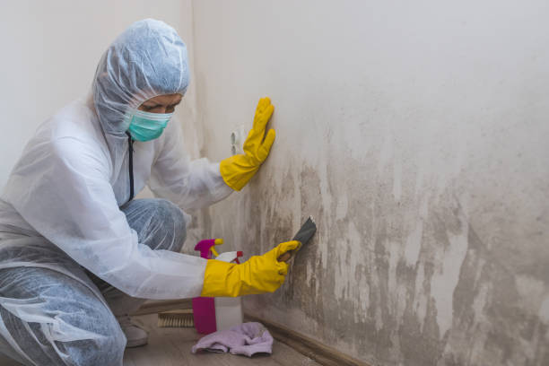 Best Mold Remediation for Healthcare Facilities  in Mcnary, AZ
