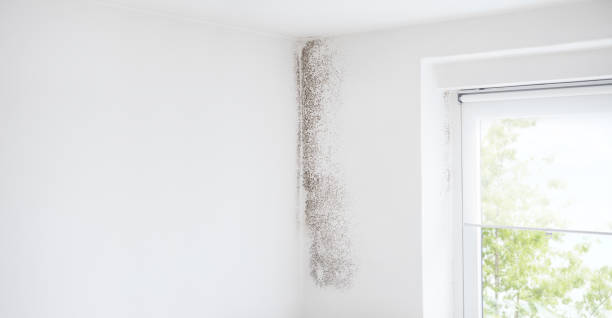 Best Commercial Mold Inspection  in Mcnary, AZ