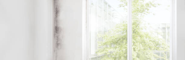 Best Mold Remediation for Healthcare Facilities  in Mcnary, AZ