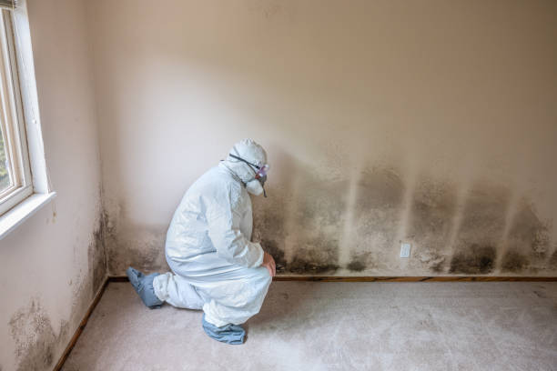 Best Dehumidification Services  in Mcnary, AZ