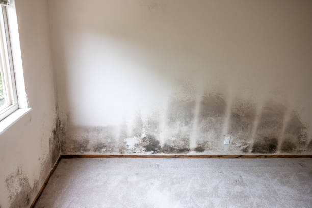 Forensic Mold Investigation in Mcnary, AZ